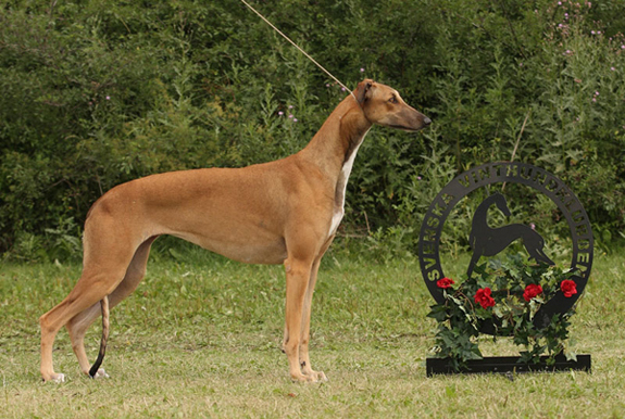 BIR greyhound
