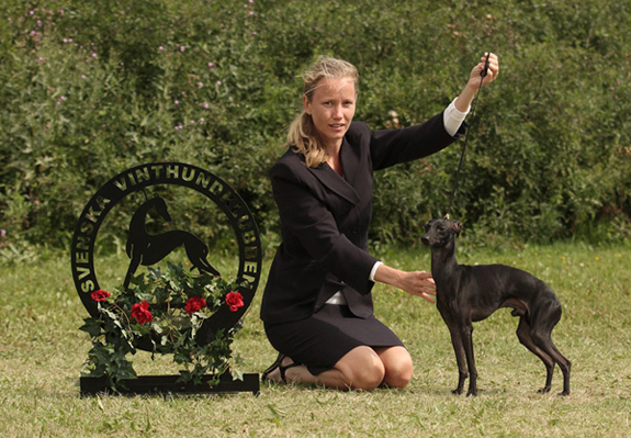 BIR italiensk vinthund