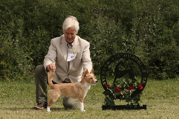 BIR podengo portugues strav