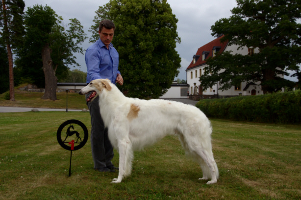 borzoi