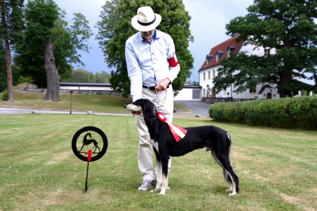 saluki