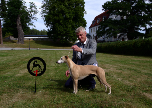 whippet